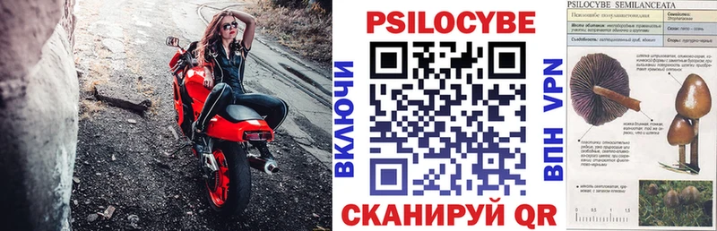 Псилоцибиновые грибы Cubensis  Катав-Ивановск 